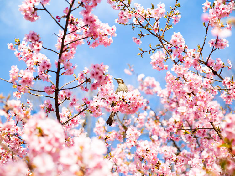 Where to see winter cherry blossoms in Tokyo