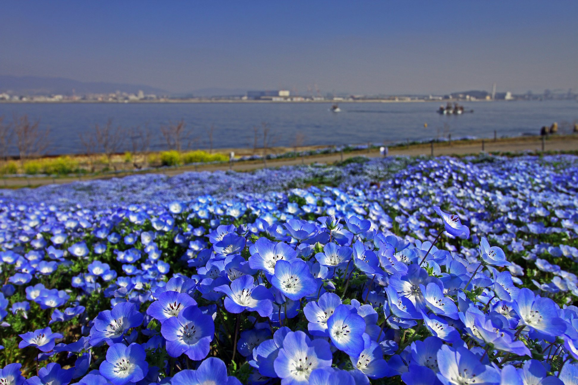 see-a-million-nemophila-flowers-at-osaka-maishima-seaside-park-this-spring