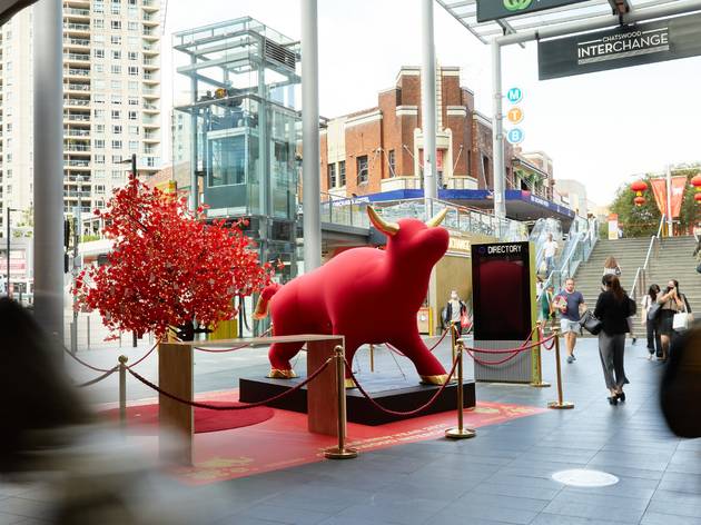 City Chatswood Ox in front of city
