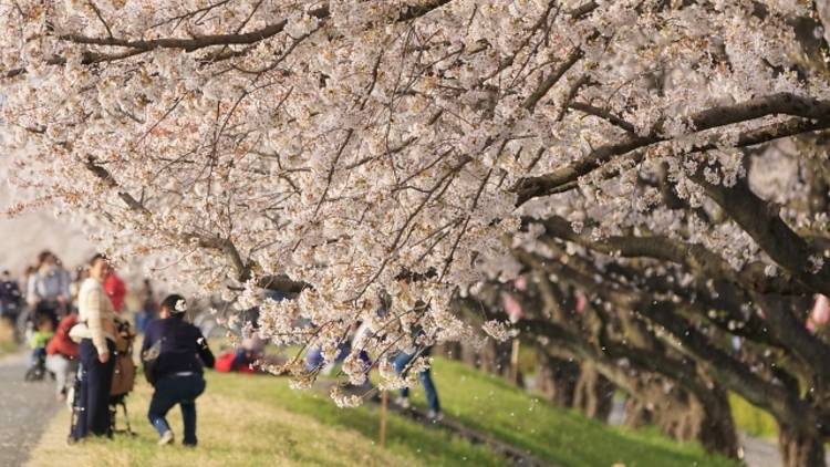 Tama River Sakura