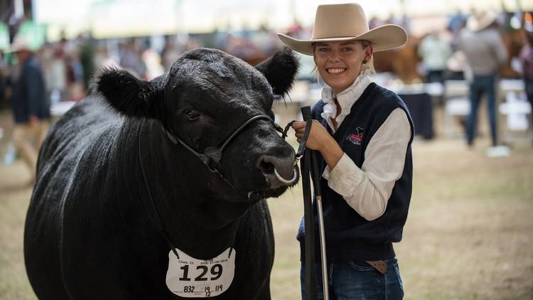 Person poses with prize winning cow