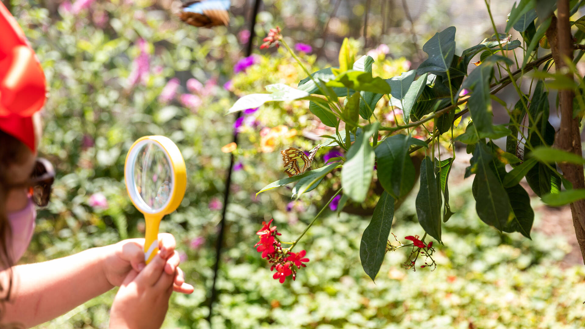 Butterfly Pavilion at the Natural History Museum | Natural History ...