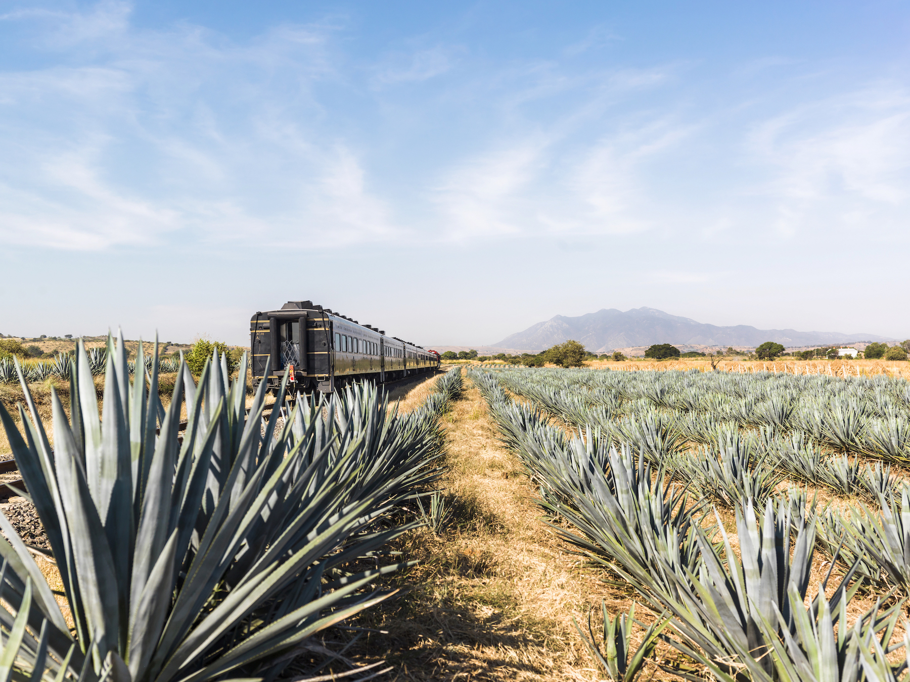 Dentro del tren de tequila de todo lo que puedas beber en México