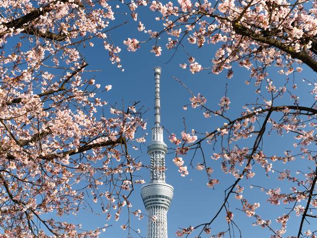 東京都が花見シーズンの宴会禁止を発表 都立公園や河川敷が対象