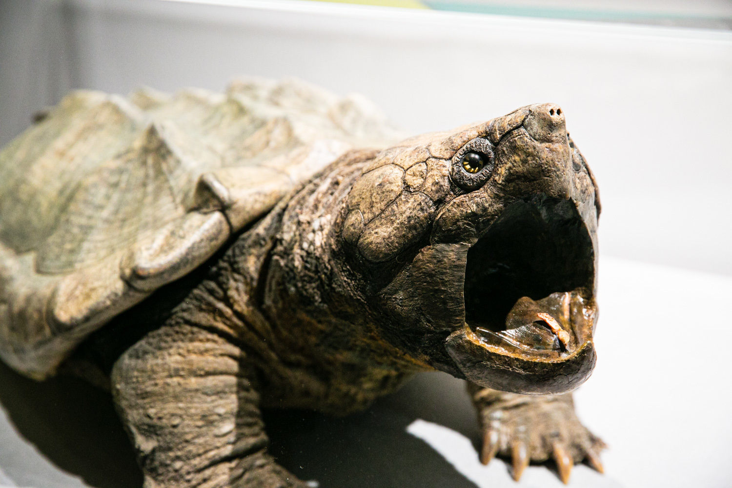ワニガメ所蔵:国立科学博物館 Photo: Keisuke Tanigawa