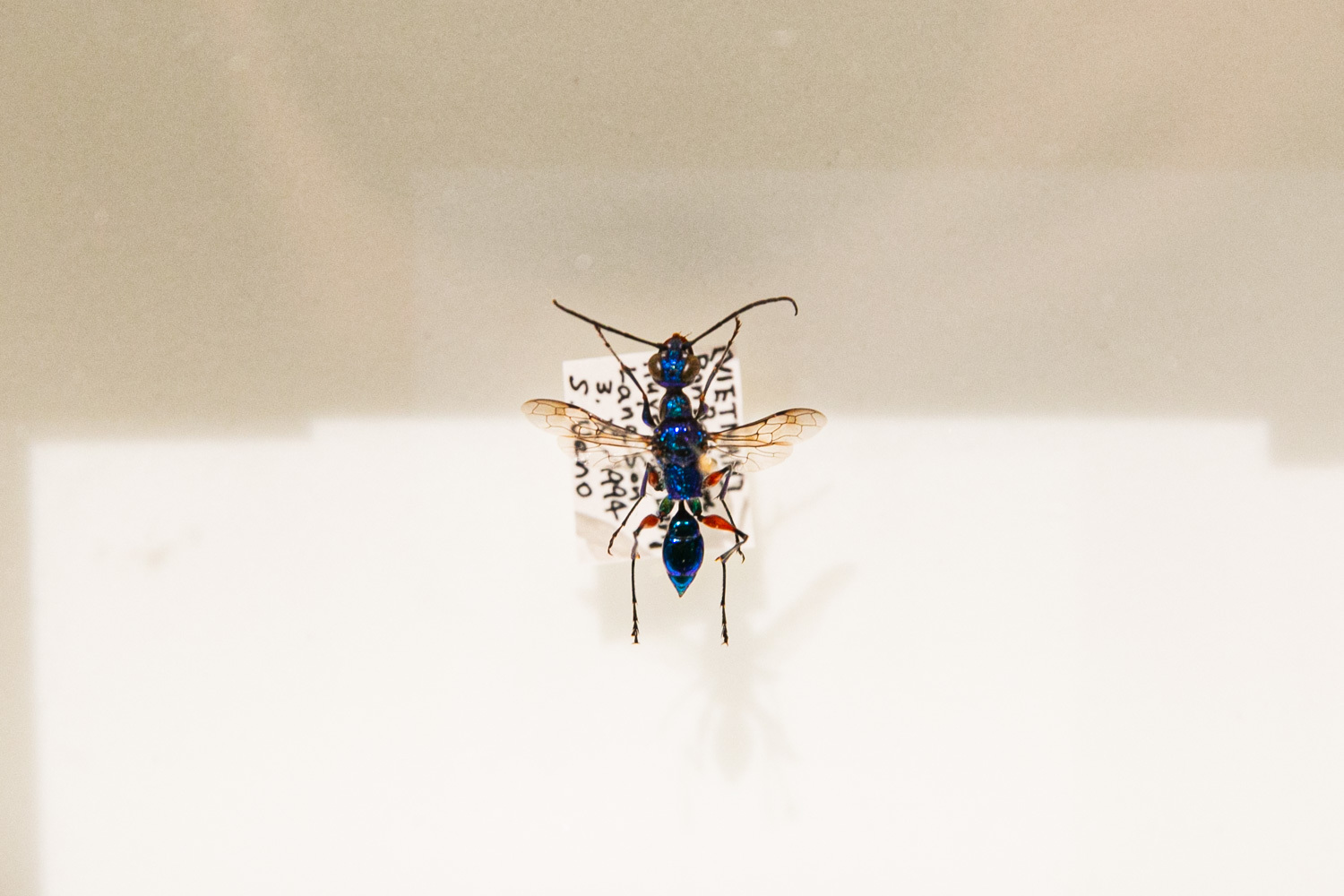 エメラルドゴキブリバチ 所蔵:国立科学博物館/乾燥標本 Photo: Keisuke Tanigawa