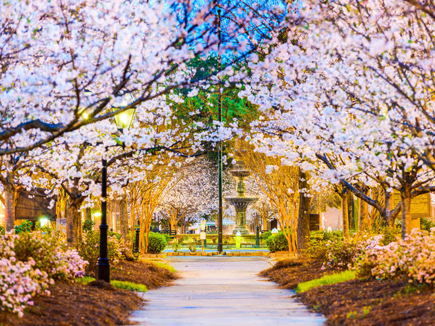 Macon Georgia cherry blossoms Macon Georgia cherry blossoms