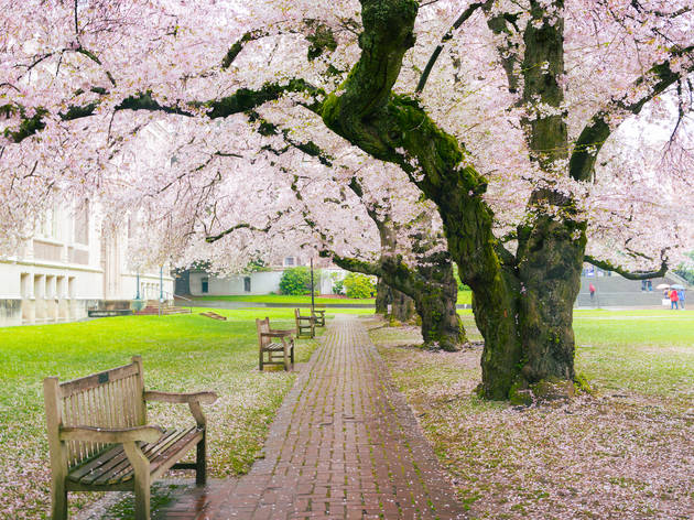 Seattle cherry blossoms, University of Washington Seattle cherry blossoms, University of Washington