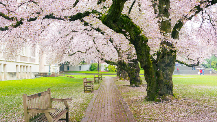 Seattle cherry blossoms, University of Washington 