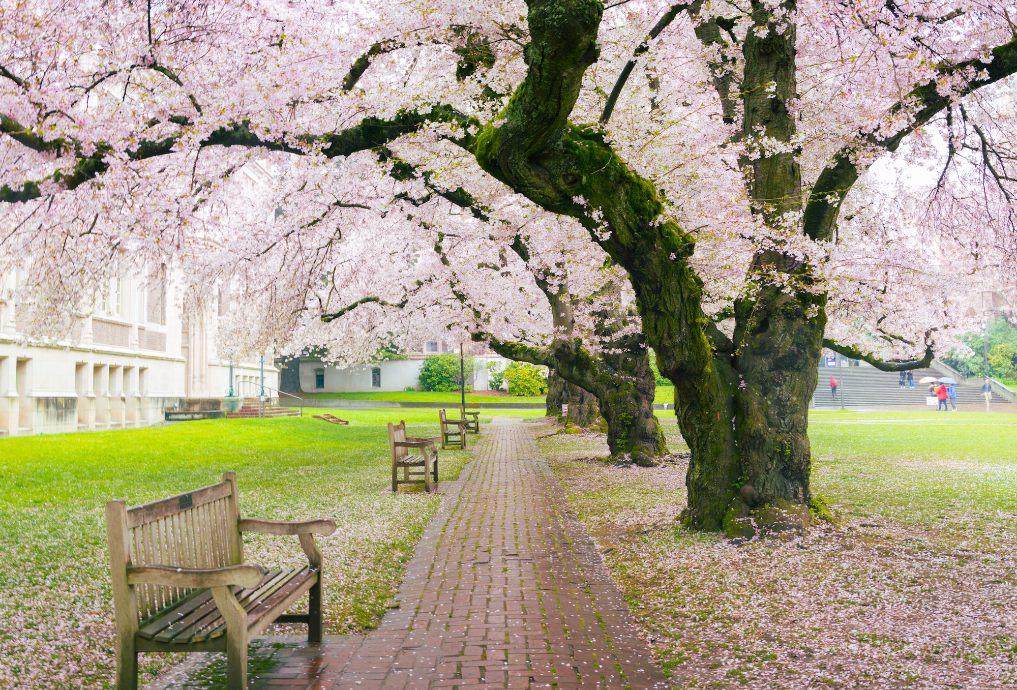12 best spots to see cherry blossoms in New York City