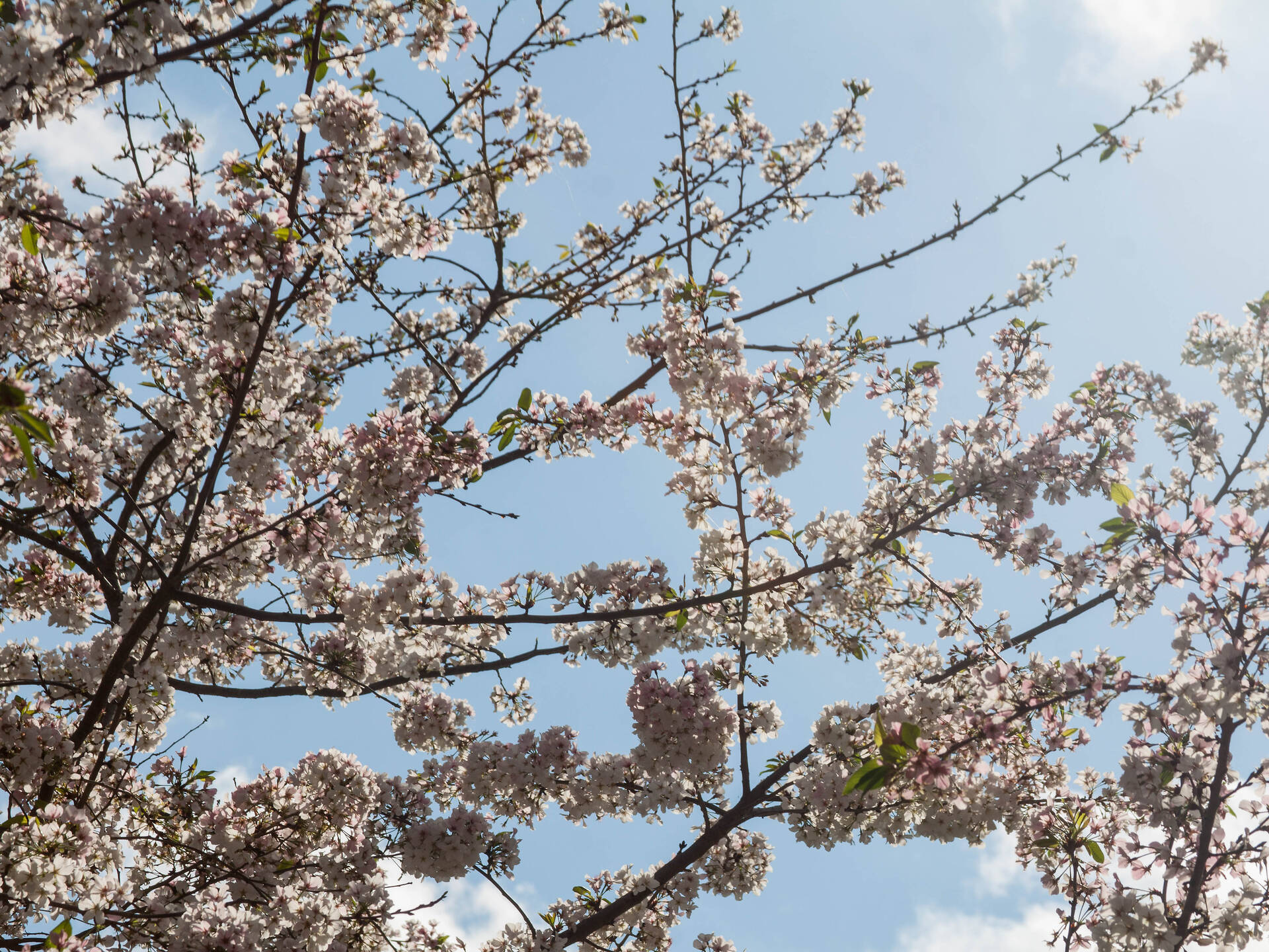 13 Best Places To See Cherry Blossoms In The USA This Spring