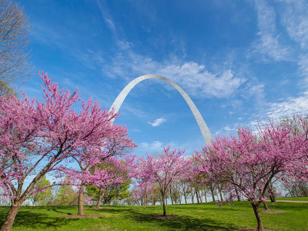 St.,Louis,Gateway,Arch,In,Missouri,With,Pink,Flower,And St.,Louis,Gateway,Arch,In,Missouri,With,Pink,Flower,And