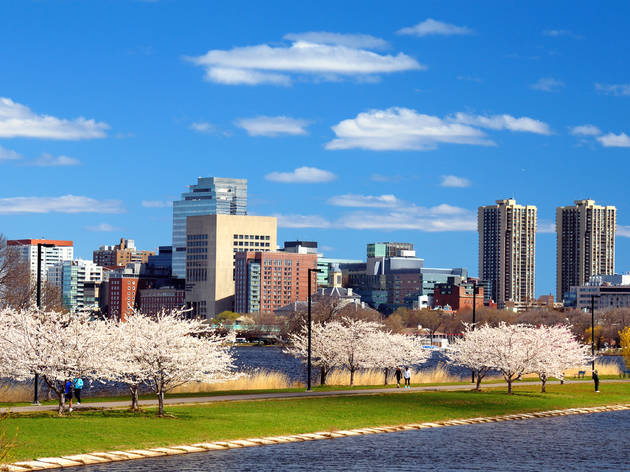 Boston,In,The,Spring,With,Cherry,Blossoms,At,Charles,River Boston,In,The,Spring,With,Cherry,Blossoms,At,Charles,River
