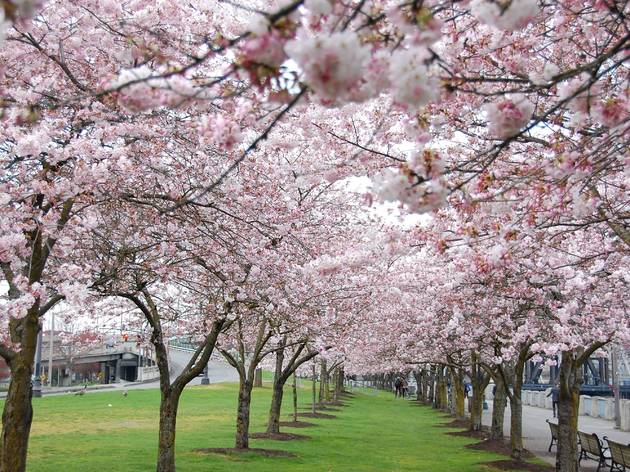 Cherry,Blossoms,At,The,Japanese,American,Historical,Plaza,In,Portland Cherry,Blossoms,At,The,Japanese,American,Historical,Plaza,In,Portland