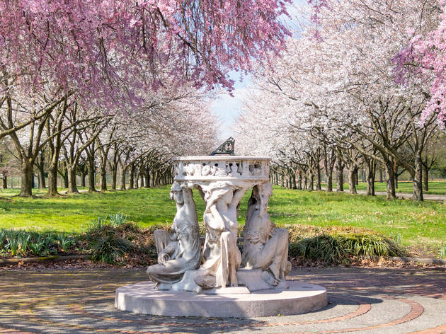 Sundial,And,Beautiful,Pink,Cherry,Blossoms,With,Trees,In,Full Sundial,And,Beautiful,Pink,Cherry,Blossoms,With,Trees,In,Full