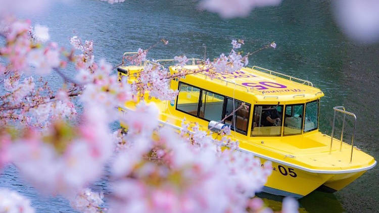 Cherry blossoms, cherry blossom river cruise