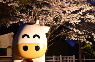 成田ゆめ牧場 夜桜ライトアップ