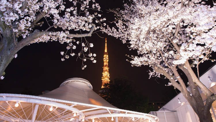 Tokyo Prince Hotel Sakura Festival