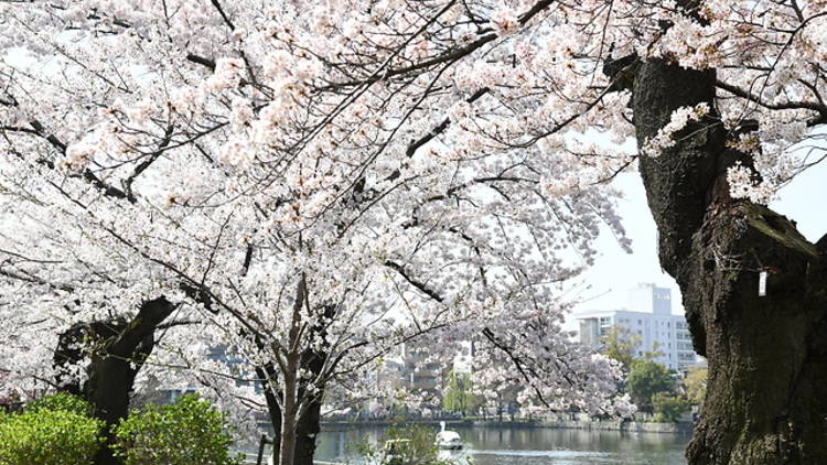 善福寺公園