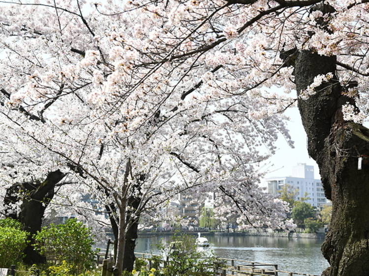 善福寺公園