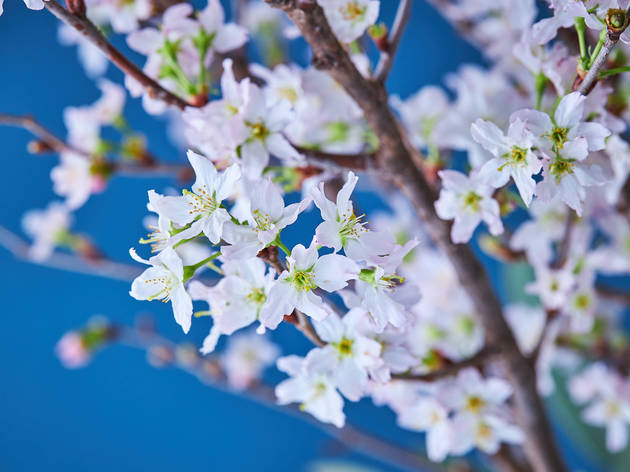 自粛中の花見は 桜の枝や旬のブーケを自宅に迎えて