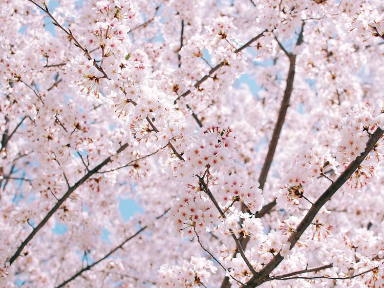 9 things you didn't know about cherry blossoms