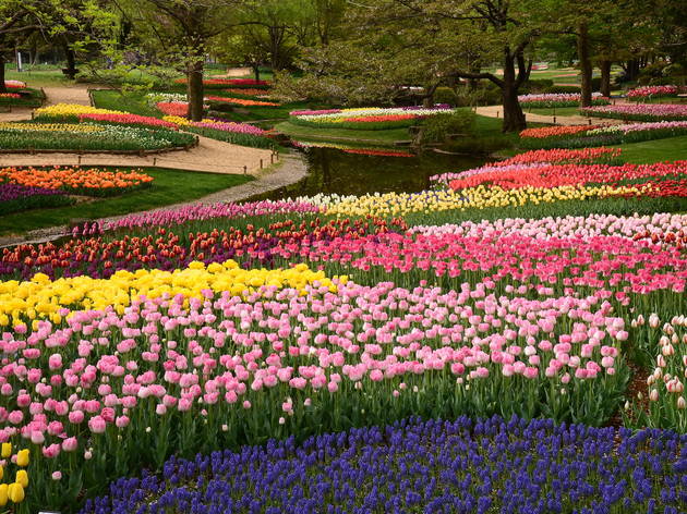 The Most Beautiful Spring Flowers In Tokyo And Where To See Them Time Out Tokyo