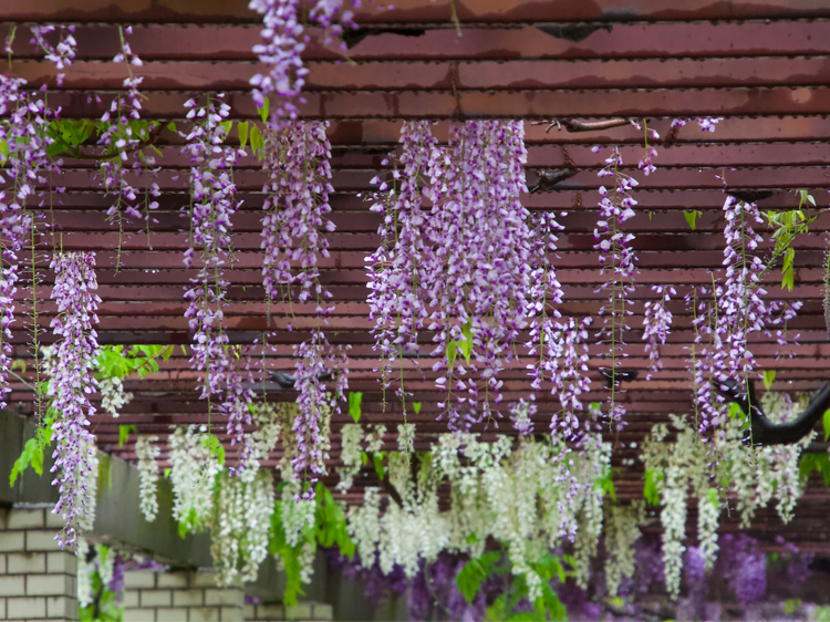 Jindai Botanical Garden