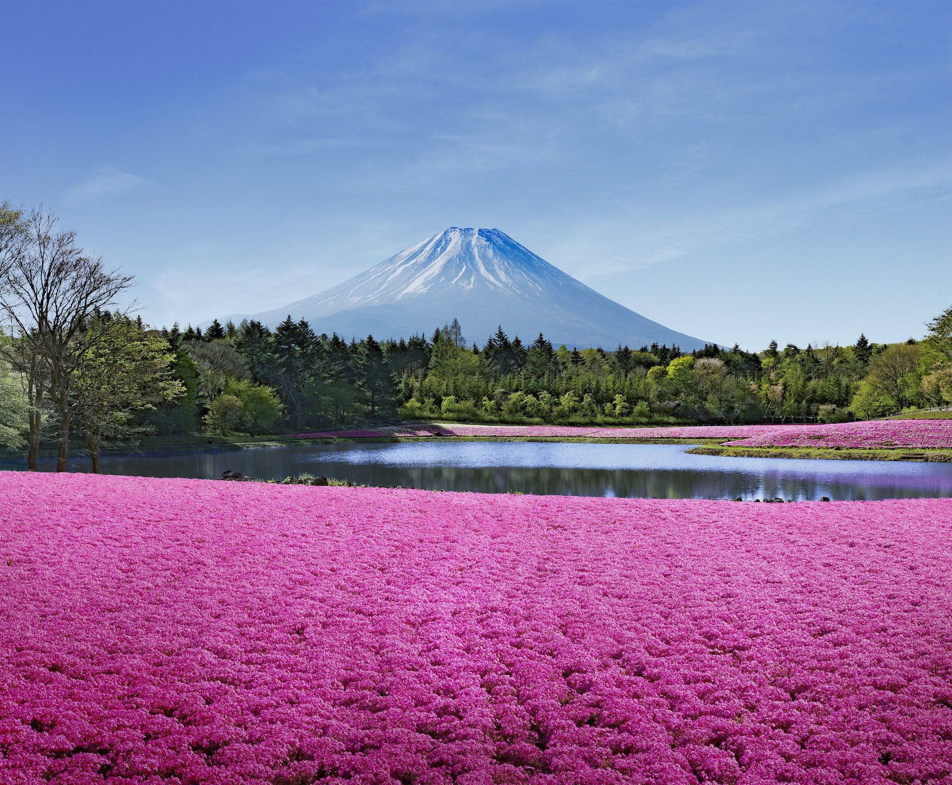 The Most Beautiful Spring Flowers In Tokyo And Where To See Them Time Out Tokyo