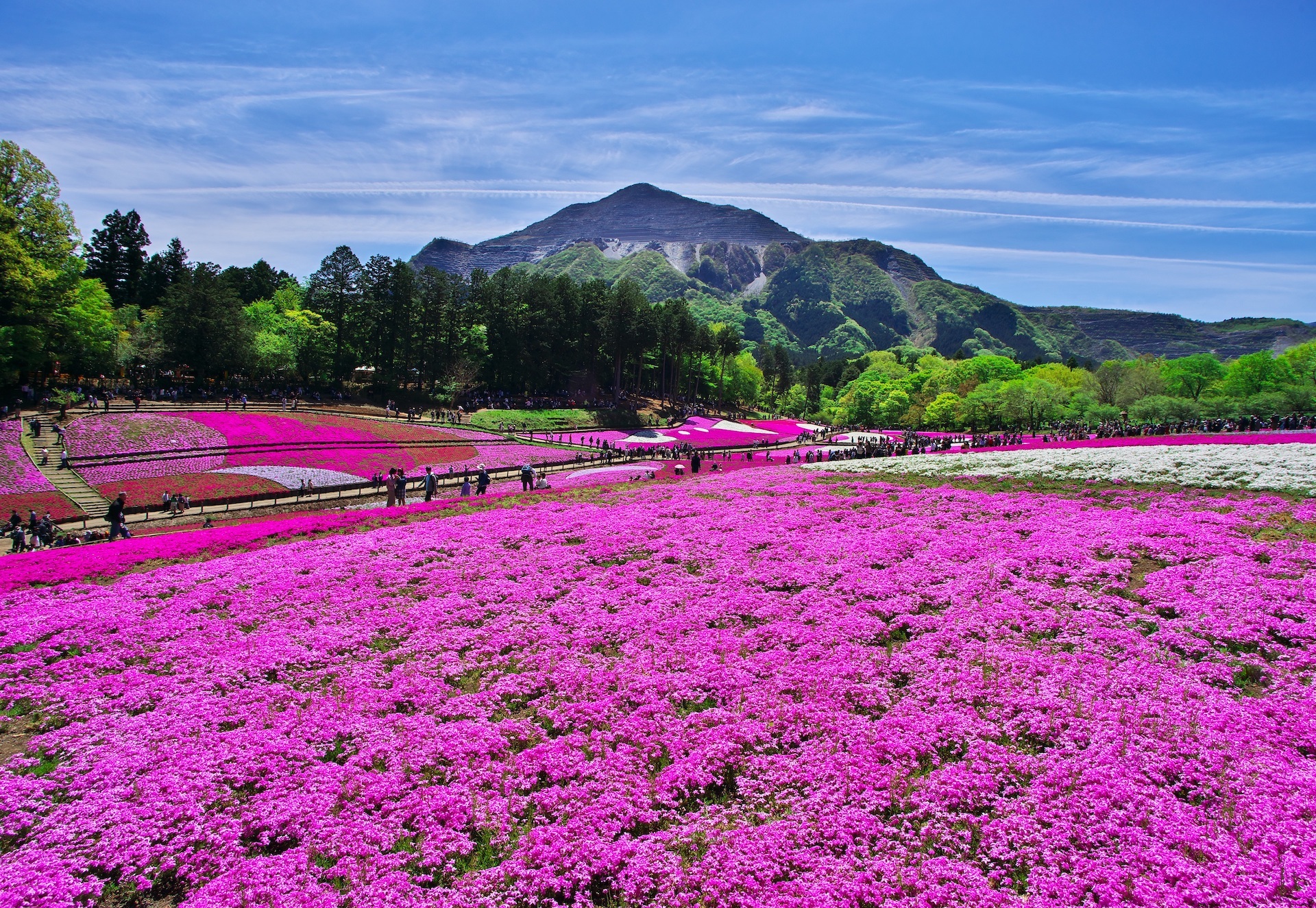 Catch these 5 different flowers blooming in Tokyo this spring | Time ...