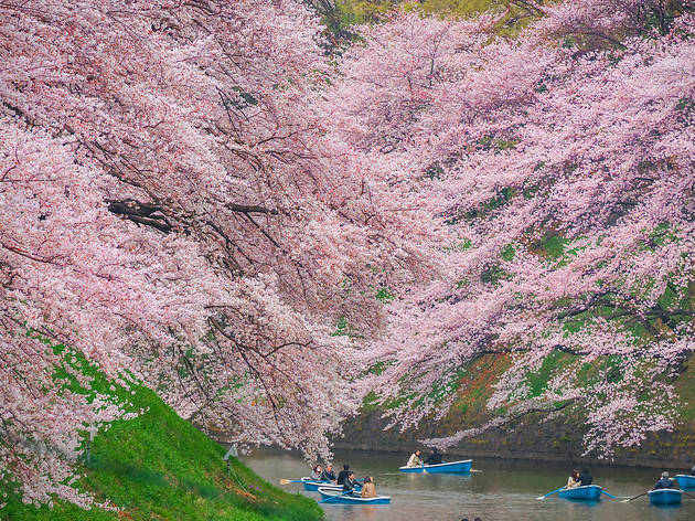 Chidorigafuchi Boat Ramp Navapon Plodprong/Dreamstime | Sakura at Chidorigafuchi Moat