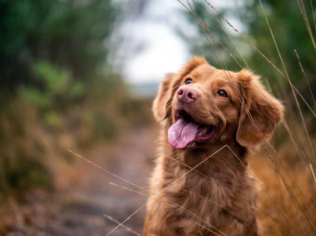 Cão Cão