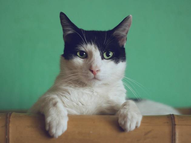 Gato Gato