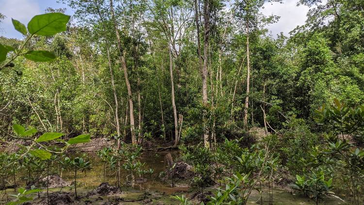 Mangrove trail