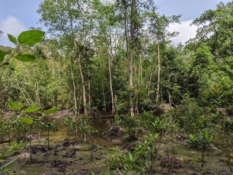 Mangrove trail