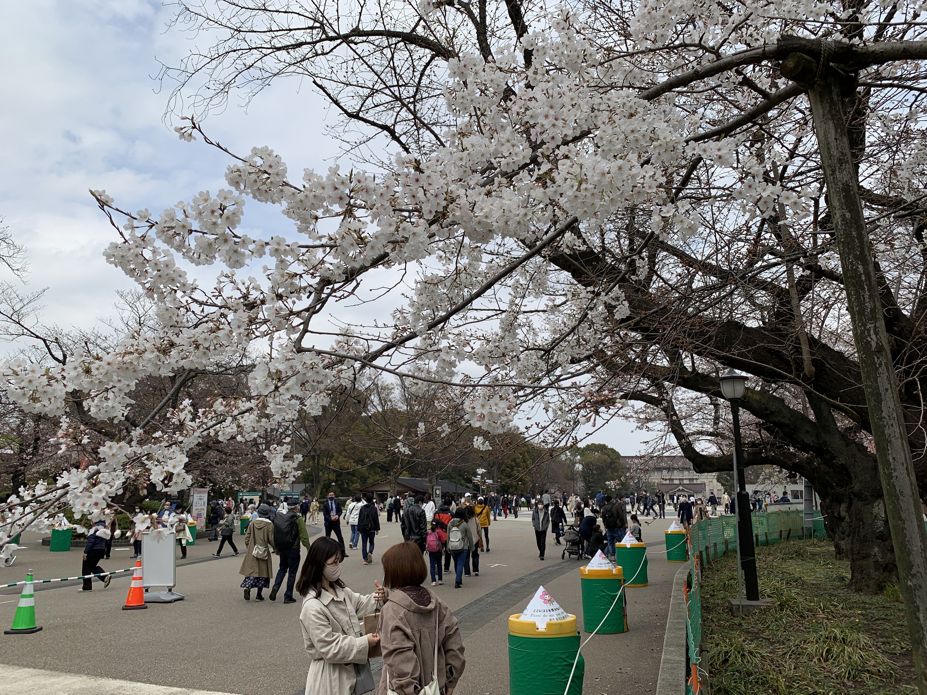 Ueno Park, cherry blossoms
