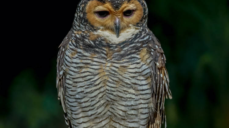 Spotted wood owl