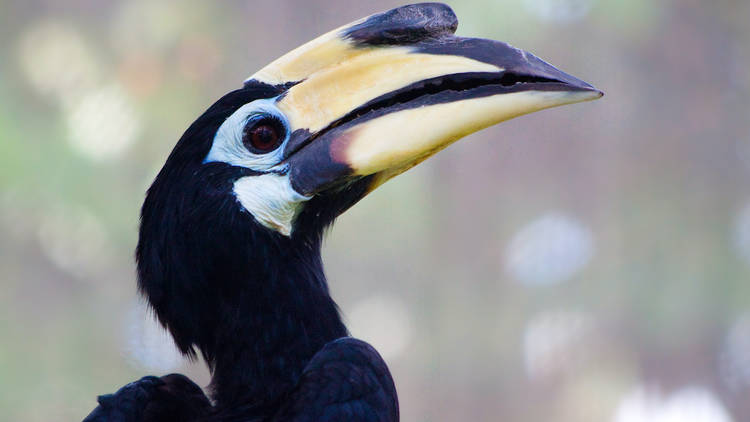 Pied oriental hornbill