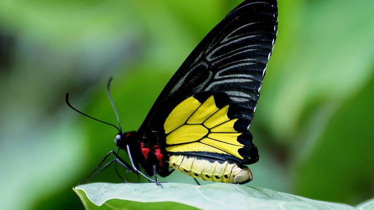 Common birdwing