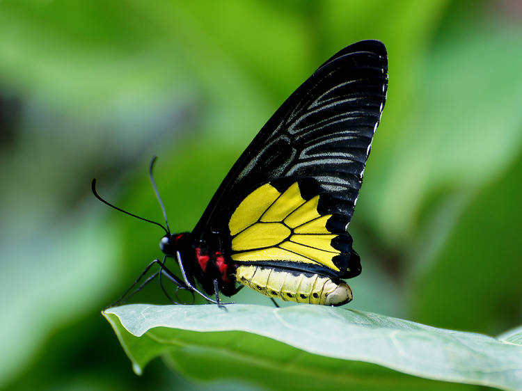 Common birdwing