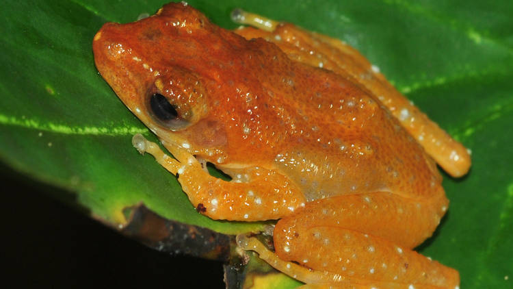 Cinnamon bush frog