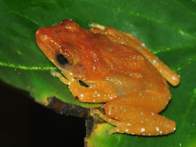 Cinnamon bush frog