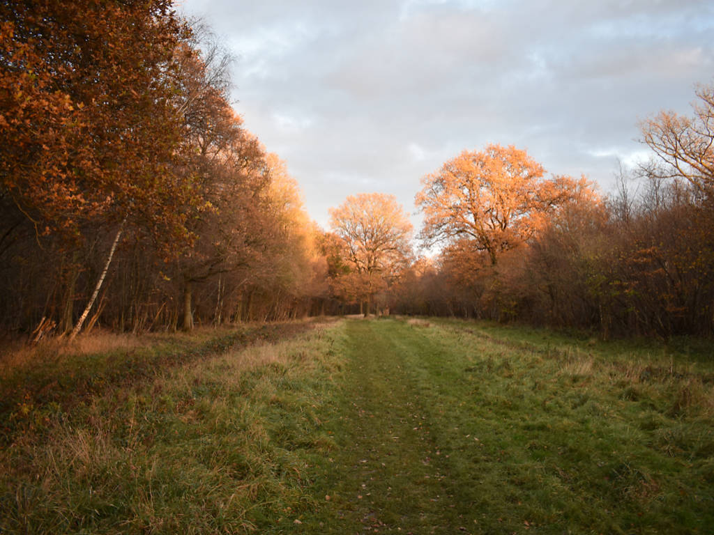 13 of the Best Fairytale Forests in the UK