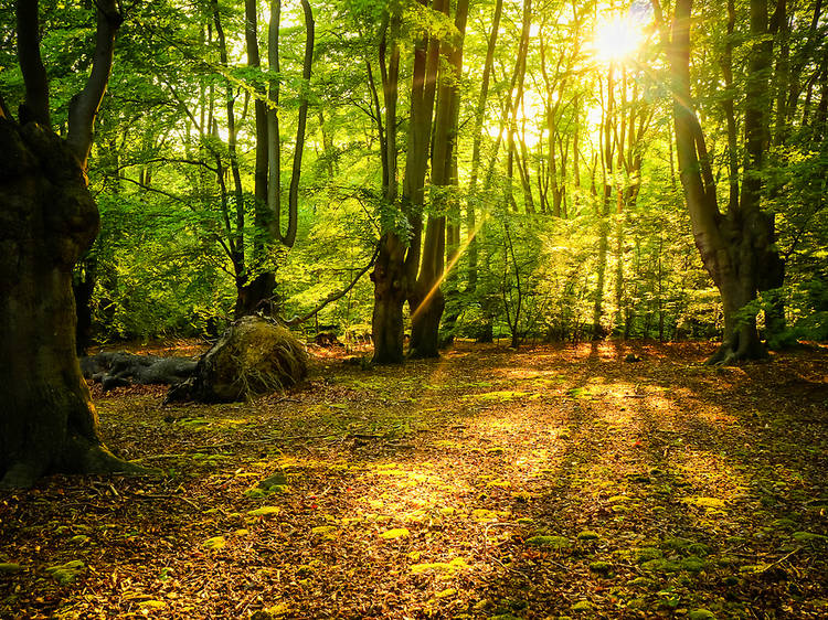 Epping Forest