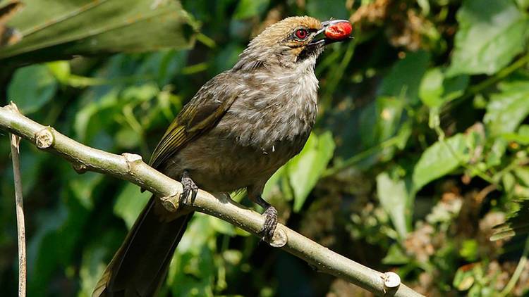 Straw-headed bulbul