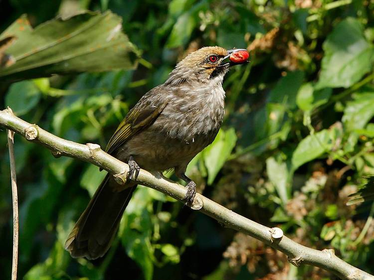 Straw-headed bulbul