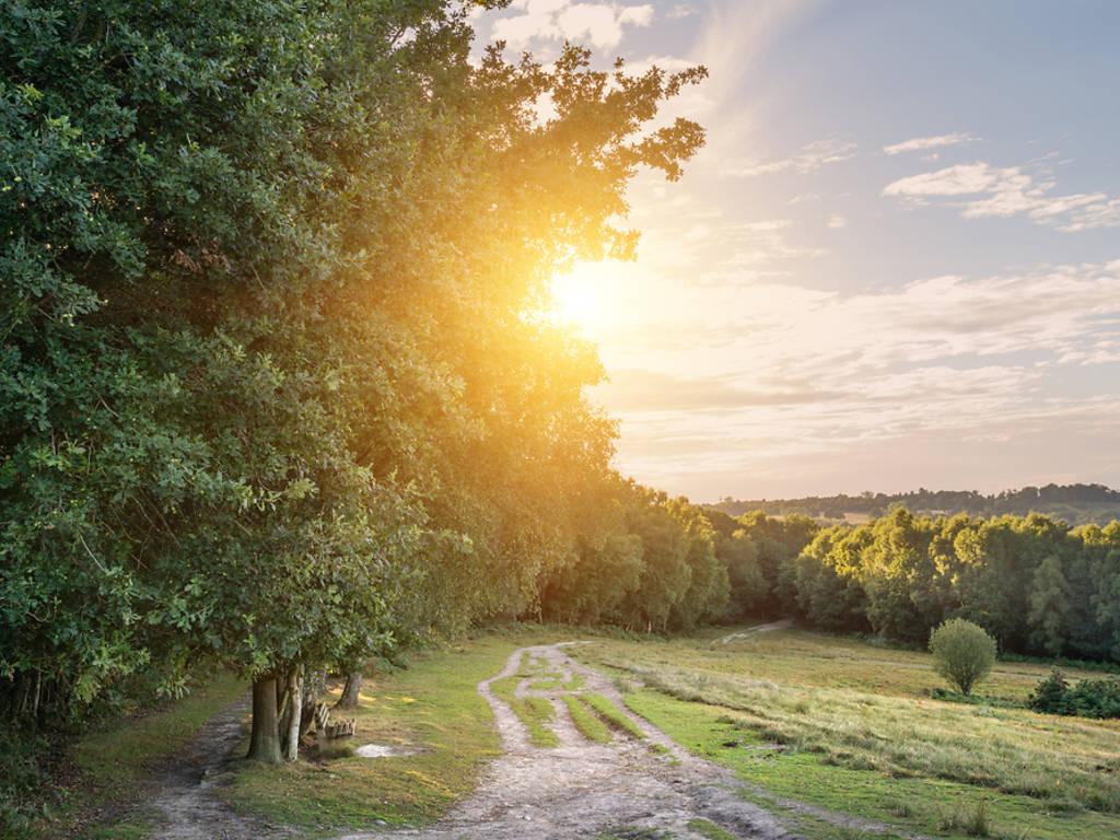 13 of the Best Fairytale Forests in the UK