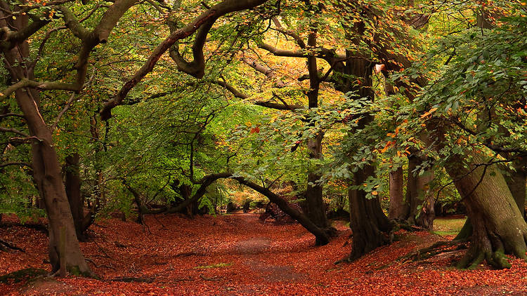 Ashridge Estate