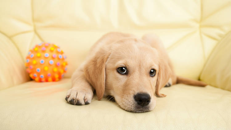 Labrador puppy on couch