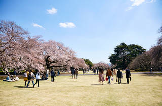桜の名所 新宿御苑が3月23日から予約制入場をスタート
